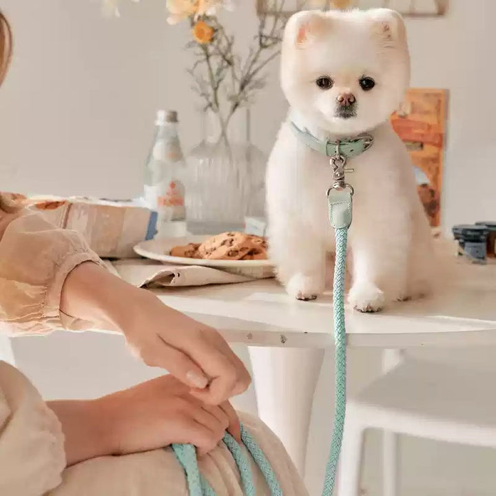 Elevate Your Pet’s Style with Our Leather Handheld Adjustable Pet Leash And Collar