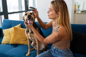 Grooming Essentials for a Healthy Pet
