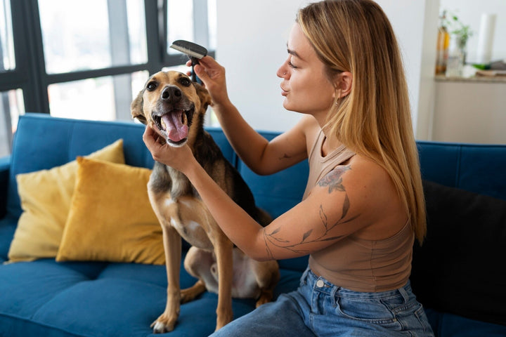 Grooming Essentials for a Healthy Pet