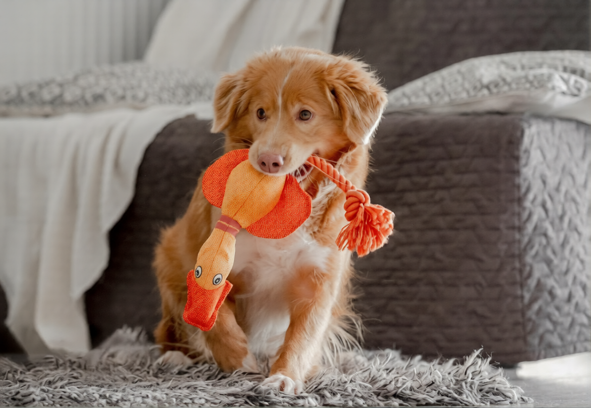 Fun Toys to Keep Pets Active and Happy