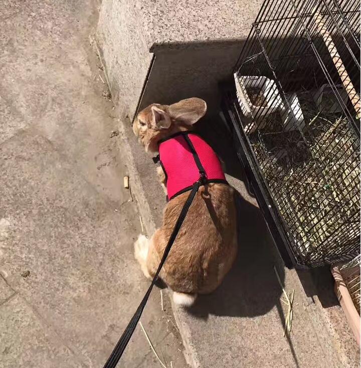Small Pet Leash Strap