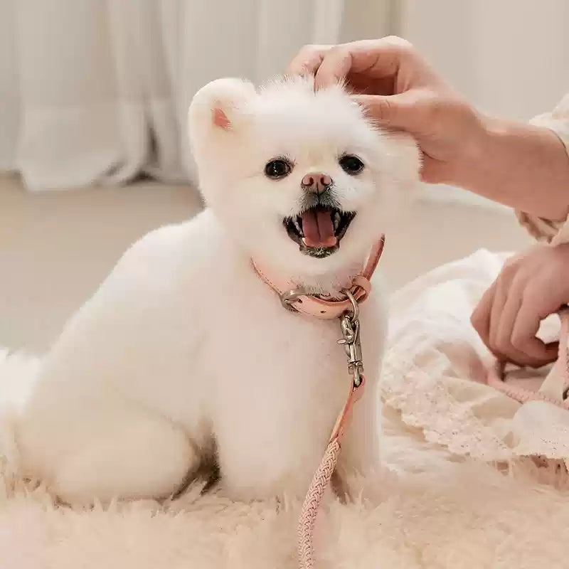 Leather Handheld Adjustable Pet Leash And Collar