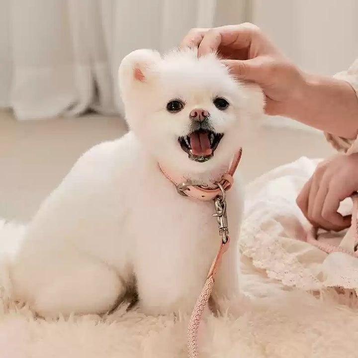 Leather Handheld Adjustable Pet Leash And Collar