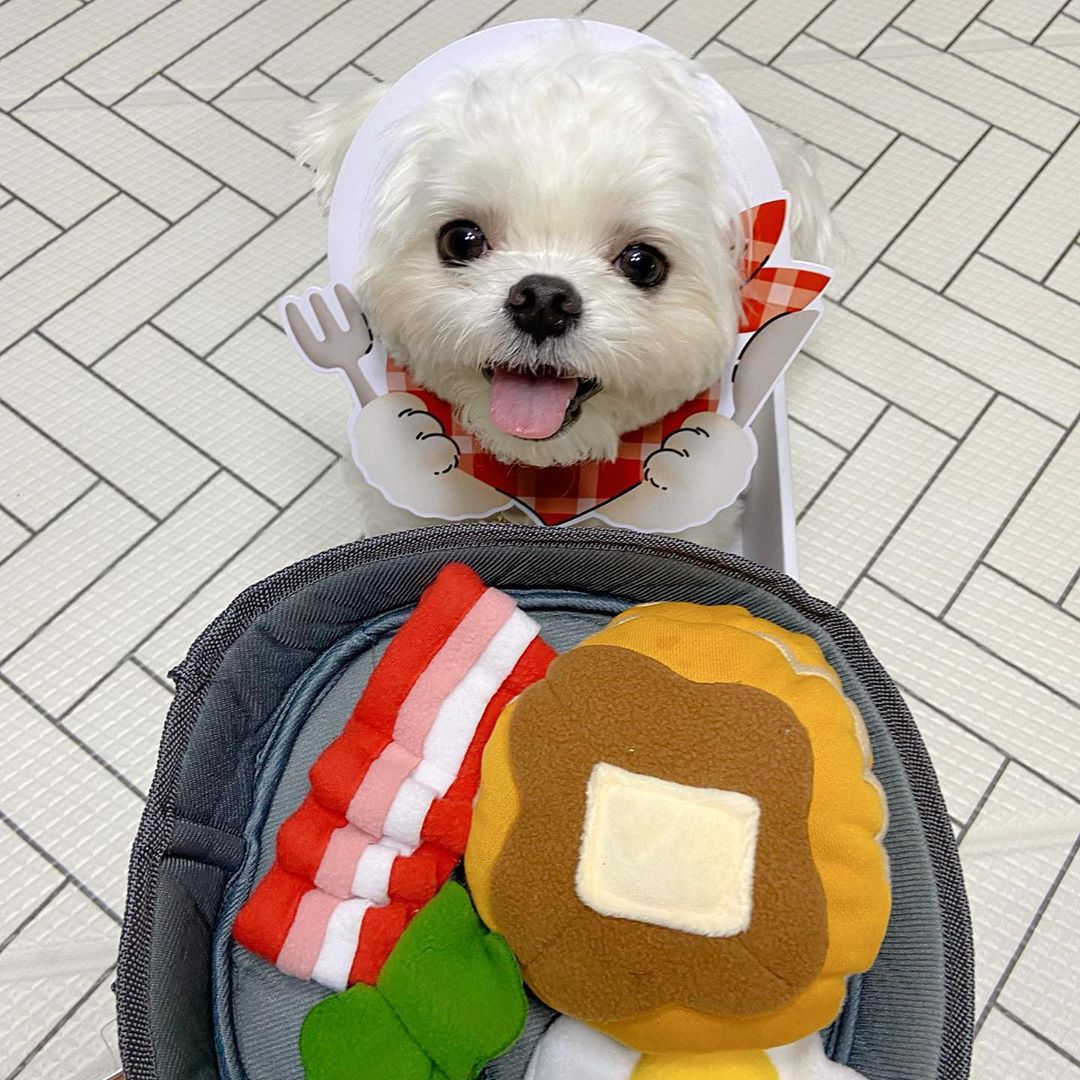 Pet Hide and Seek Food Toy Interactive Feeder