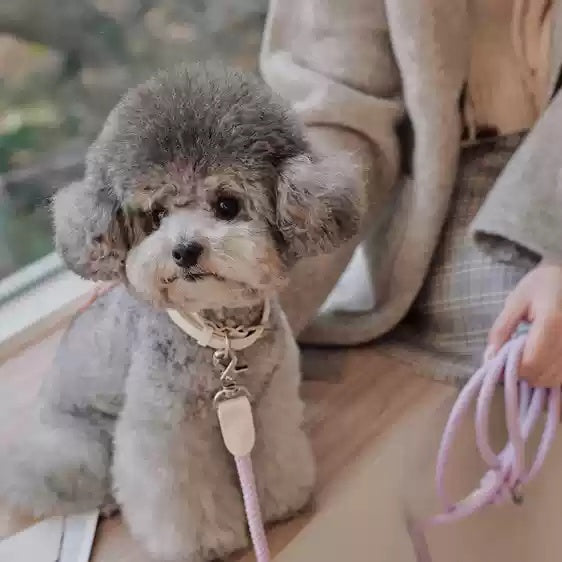 Leather Handheld Adjustable Pet Leash And Collar