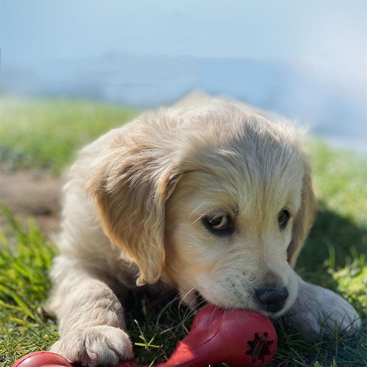 Bite Resistant Rubber Pet Chew Toys Durable Play